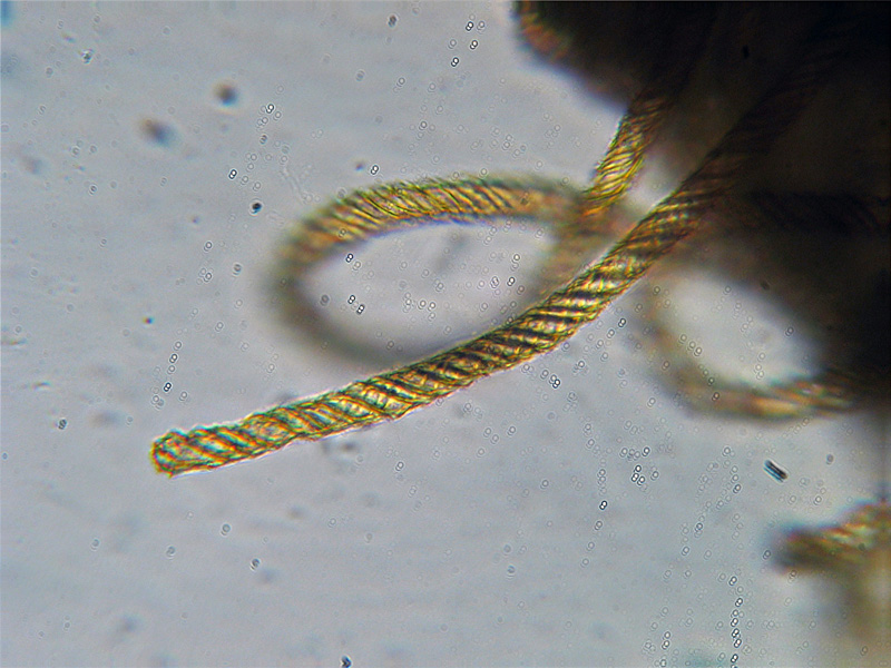 Ma non spariscono mai ?